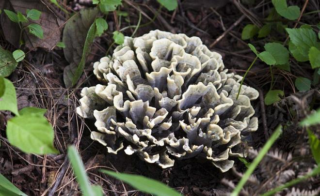 Maitake Mushroom Powder/Extract