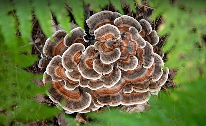 TurkeyTail Mushroom Powder/Extract