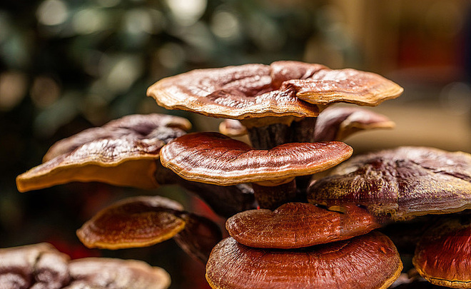 Reishi Powder/Extract