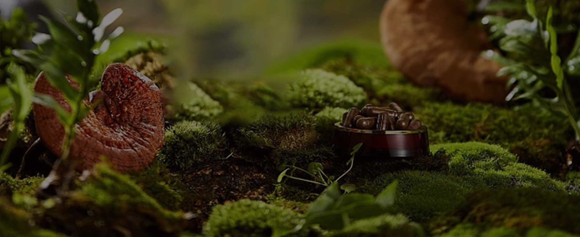 At the Forefront of Medicinal Mushroom Innovation.