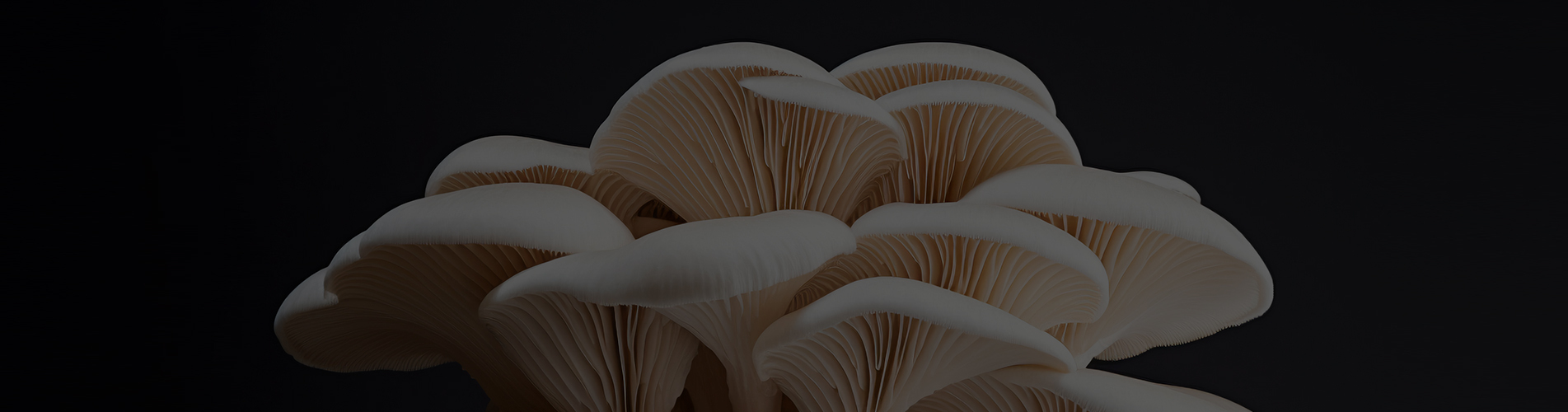 Maitake Mushroom