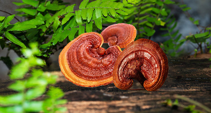 What Is Mushroom Coffee and Does It Have Any Health Benefits?