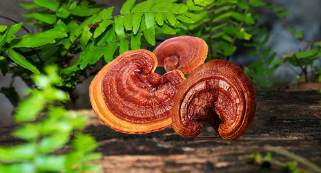 What Is Mushroom Coffee and Does It Have Any Health Benefits?