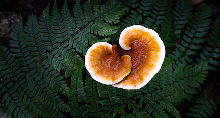 Does Mushroom Coffee Have More Benefits Than a Regular Cup of Joe?