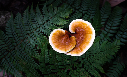 Does Mushroom Coffee Have More Benefits Than a Regular Cup of Joe?