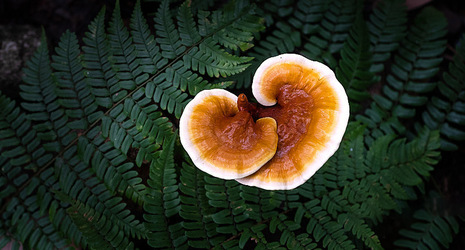 Does Mushroom Coffee Have More Benefits Than a Regular Cup of Joe?