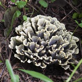 Maitake Mushroom Powder/Extract
