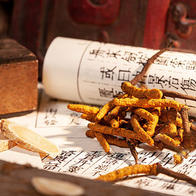 Cordyceps Powder/Extract