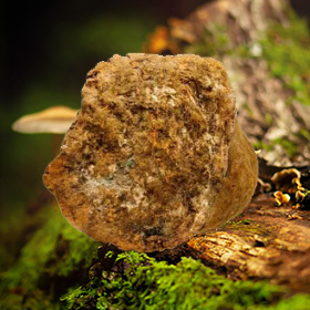 Phellinus Mushroom Powder / Extract
