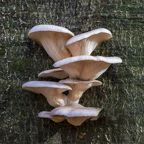 Oyster Mushroom Powder/Extract