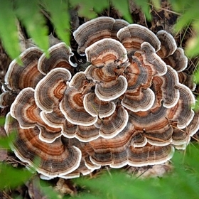 TurkeyTail Mushroom Powder/Extract