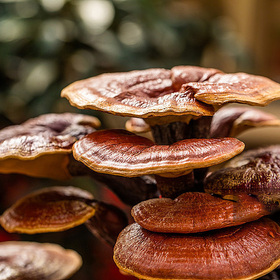 Reishi Powder/Extract