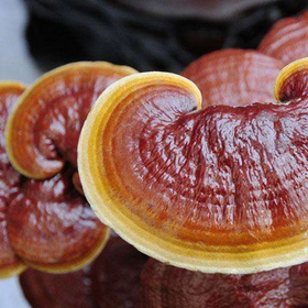Shell-broken Reishi Spore Powder