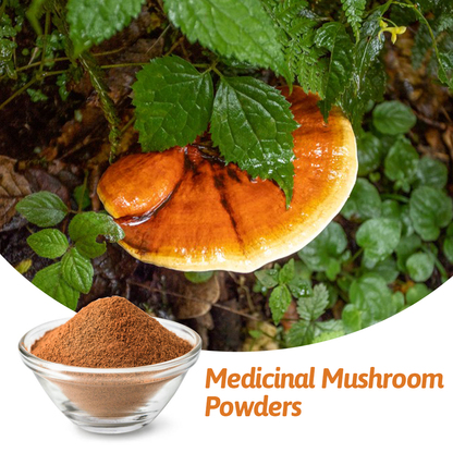Medicinal Mushroom Powders