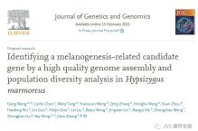 基于高质量基因组破译和群体遗传鉴定真姬菇黑色素形成基因