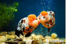 中国金鱼之都—福州学者解析金鱼的演化起源与驯养
