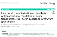 甘蔗糖转运蛋白SWEET13c的功能及上游转录调控因子的鉴定
