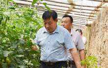 漳州云霄石屏村：把贫困户聚起来 把小蔬菜串成大产业
