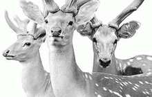 福州海关查获一批禁止进境的鹿筋、鹿尾