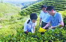 1—10月泉州茶叶出口货值增七成 增幅创历史新高