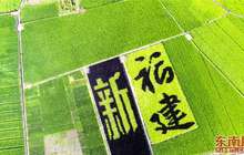 稻田巨型彩绘：“裱”在八闽大地的艺术画卷