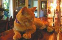 养猫的理由又多了一个：猫要有同类于是有了文艺青年