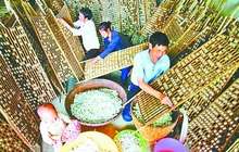 种桑养蚕项目落户福建李坊乡总投资1.1亿元