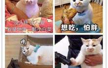 自己都养不起的时候靠啥仍然做个“铲屎官”？