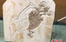 亿年古生物化石“花落”上海自然博物馆