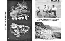 河南渑池曙猿化石怎么发现的？重要化石点被淹没