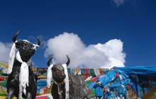 西藏旅游扭亏“摘帽”，王玉锁加码“旅游梦”