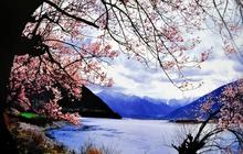 用好“摇钱树” 林芝“桃花经济”再升级