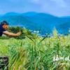 福州花海公园又添新景 百亩苇海芦花飘