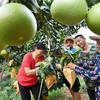 【沿着总书记指引的方向奋进】脱贫攻坚的“福建担当”