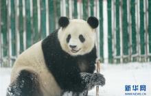 大熊猫享受“雪季” 