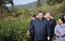 习近平察看武夷山春茶长势：把茶文化、茶产业、茶科技这篇文章做好