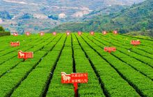 八马茶叶拟创业板上市 闽企加入“A股茶企第一股”争夺战