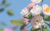 夏日而至，“睡个好觉”并不难
