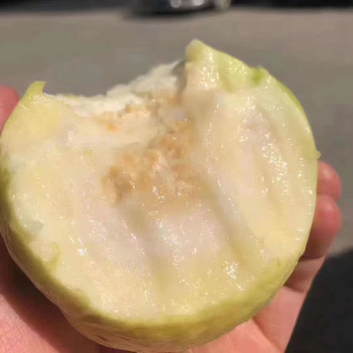 软心芭乐