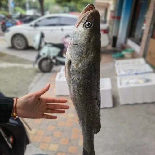 海鲈鱼