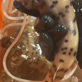 野生猫鲨