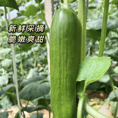 山东水果小黄瓜