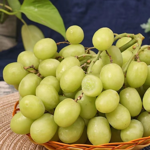 秘鲁青提