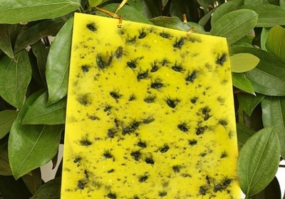 粘虫板所采用的胶粘剂
