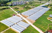 撬动174亿！龙岩连城地瓜如何变“金瓜”→