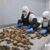小鲍鱼闯出大市场——中国鲍鱼之乡连江持续吃透“一粒鲍”
