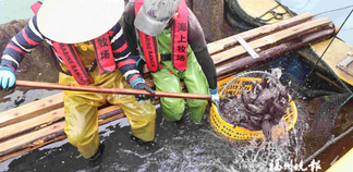 国内首次实现深远海养殖规模化投产 连江80万尾绿鳍马面鲀上市