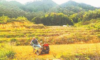 平和大溪：从“黄果园”到“绿粮田”