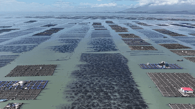 漳浦：渔民抢抓“黄金季” 耕耘“蓝色粮仓”2025317161871.gif