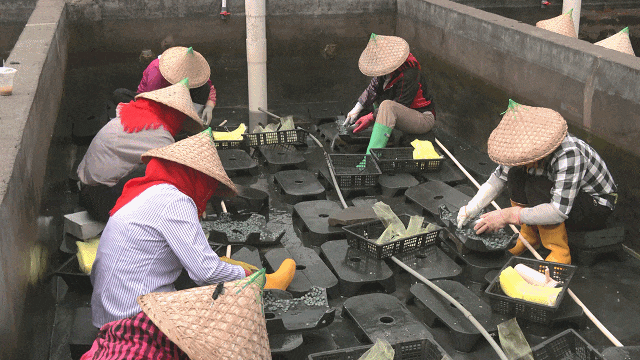 漳浦：渔民抢抓“黄金季” 耕耘“蓝色粮仓”20253171616121.gif